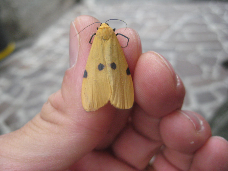 Lepidottero della Valmalenco : Lithosia quadra ♀
